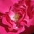 Różowy  - Róże rabatowe polianty - Lafayette